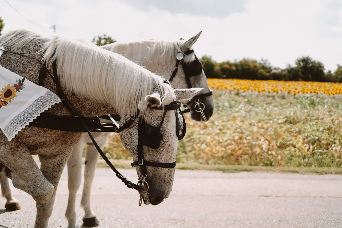 Slavonsko kolo ispred crkve nakon vjenčanja